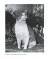 73 - pag. 72 Picture 74